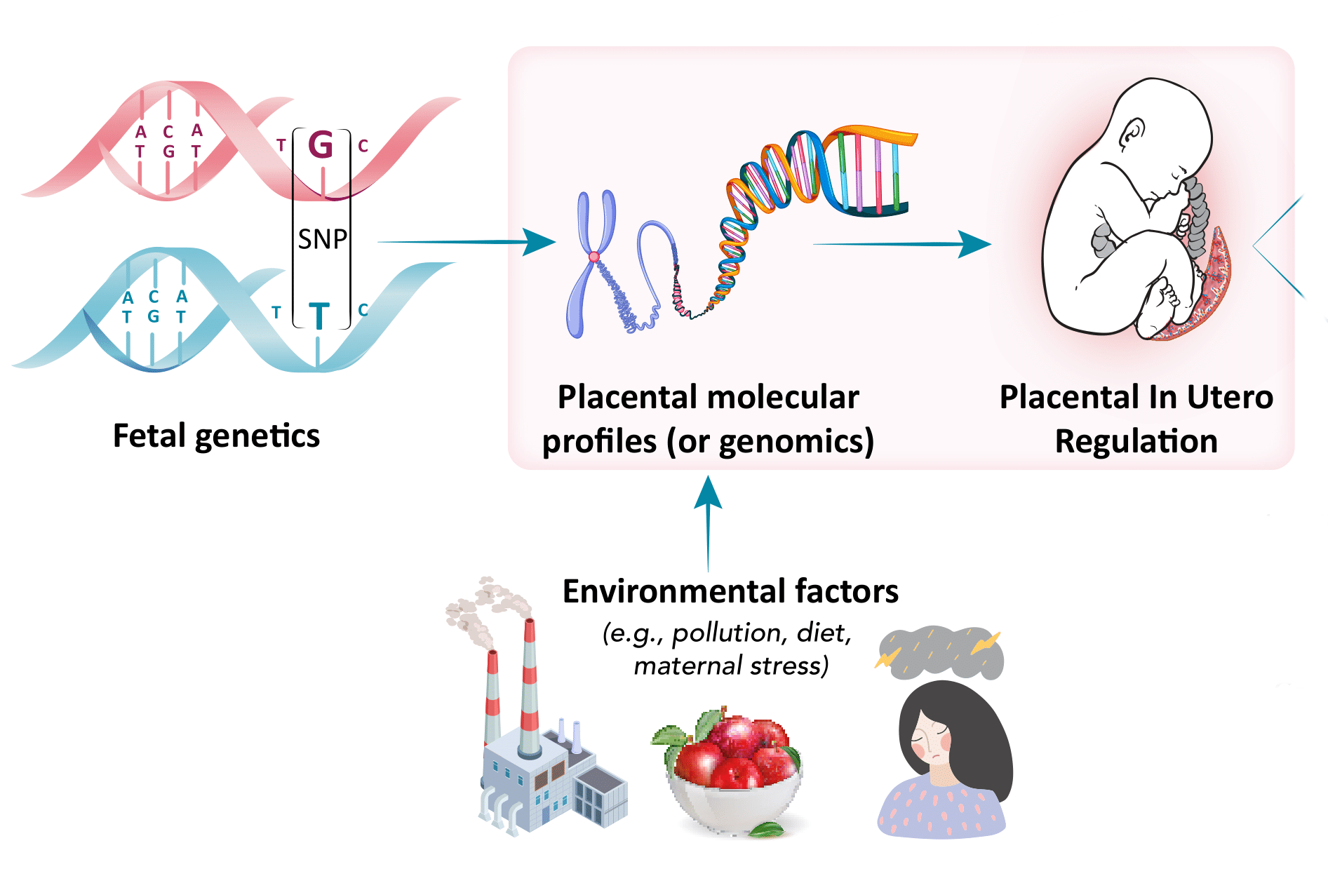 Genetic and epigenetic regulation during development