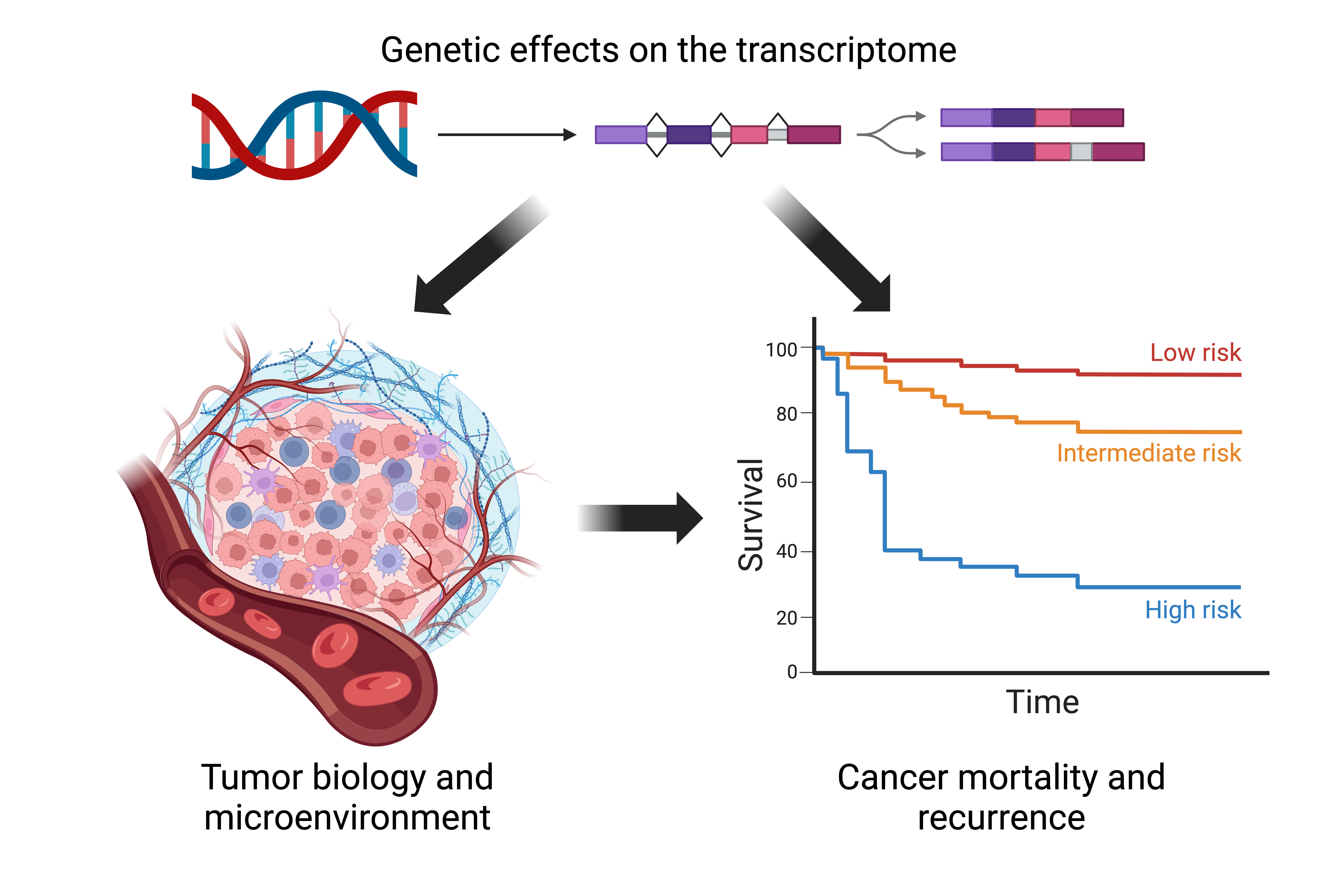 Transcriptomic effects on cancer risk and outcomes